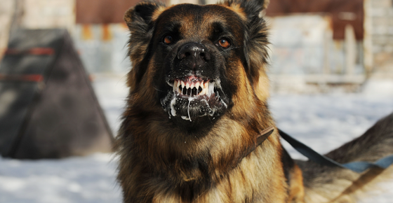 Image of a dog foaming at the mouth. 