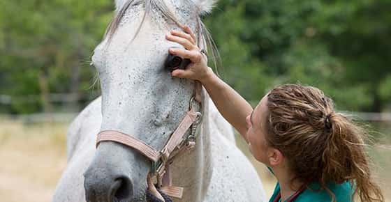 Image of vet examining a horse eye. 