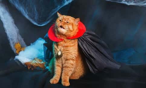 Cat dressed up as Dracula for Halloween