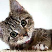 image of a kitten.