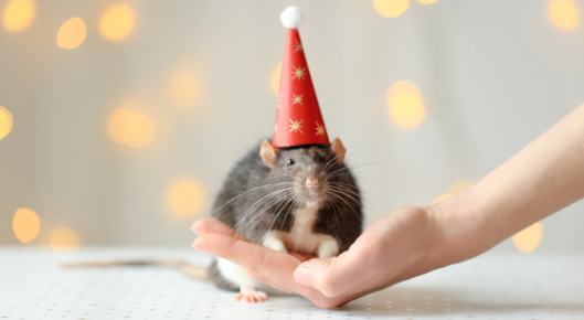 Chubby rat wears little birthday hat.