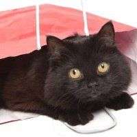 image of a cat in a shopping bag. 