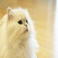 image of a white cat. 