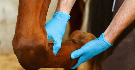 Vet examining horse leg.