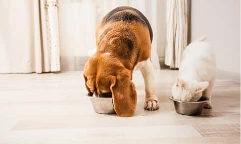 Dog and cat eat from bowls
