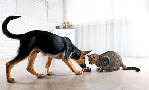 cat and dog