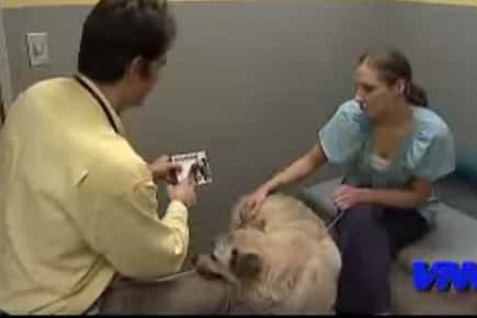 Image of dog being held by a nurse while a doctor examines the dog.