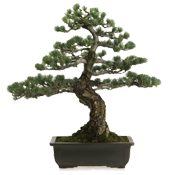 image of a bonsai tree. 