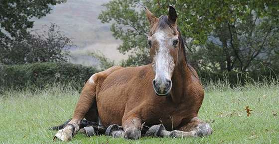 Image of an old horse.