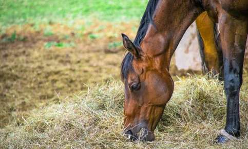 Horse eating hay