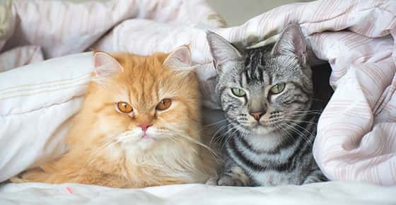 Image of orange and gray cats under a blanket. 