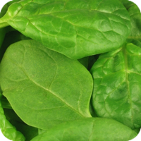 image of spinach. 