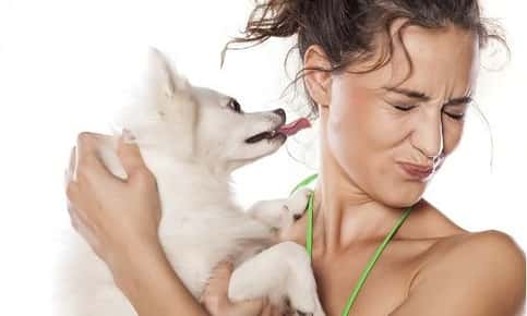 Dog attempting to lick owner