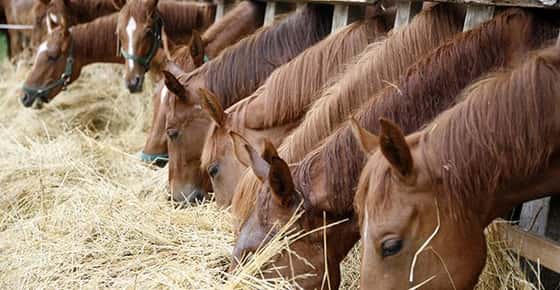 Image of horses eating hay.