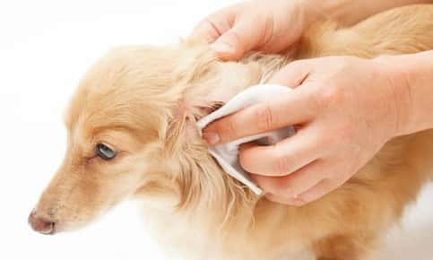 Veterinarian cleaning dog's ear