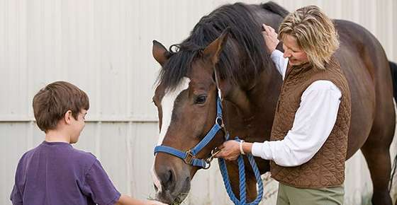 Image of a boy feeding a horse grass. 