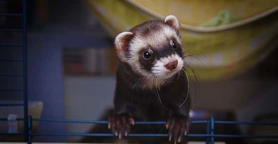 Image of a ferret. 