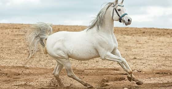 Image of white arabian horse running on sand. 