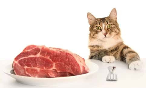 image of cat looking at raw meat