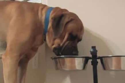 Image of dog eating out of its dog bowl.