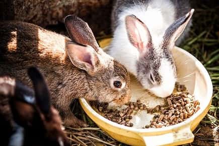 Image of rabbits eating out of a dish. 