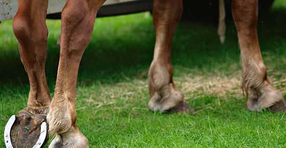 Image of horse feet. 