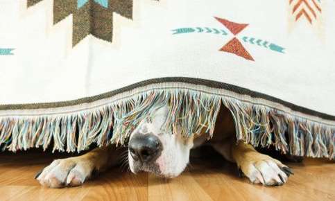 Dog with anxiety hiding under the bed