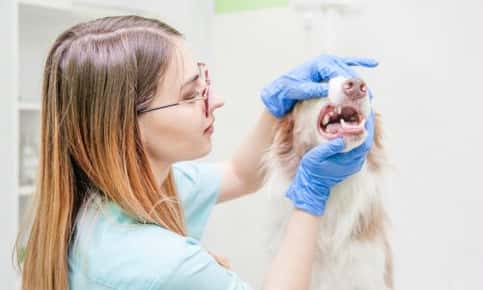 Dog receiving a dental exam