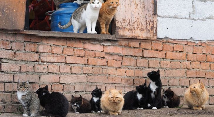 cats in alley