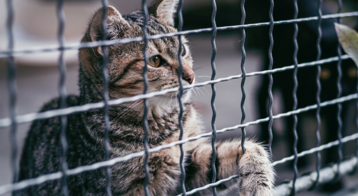 监狱里的猫咪想被收养