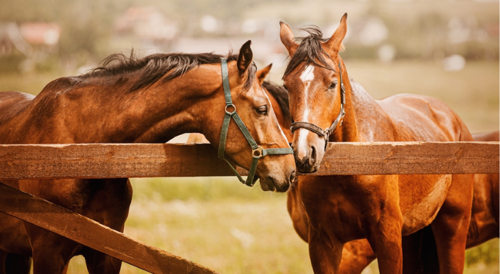 Two horses share a tender moment behind a fence.