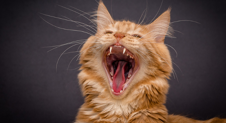 Cat opens mouth wide for the dentist.