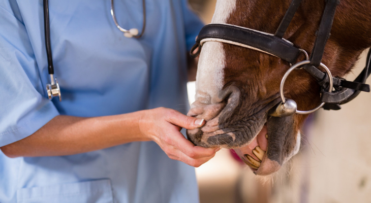 Vet checking horse teeth