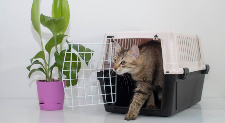 Cautious cat explores new home.