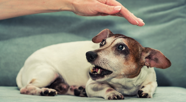 Hand threatens to clean dog's teeth.
