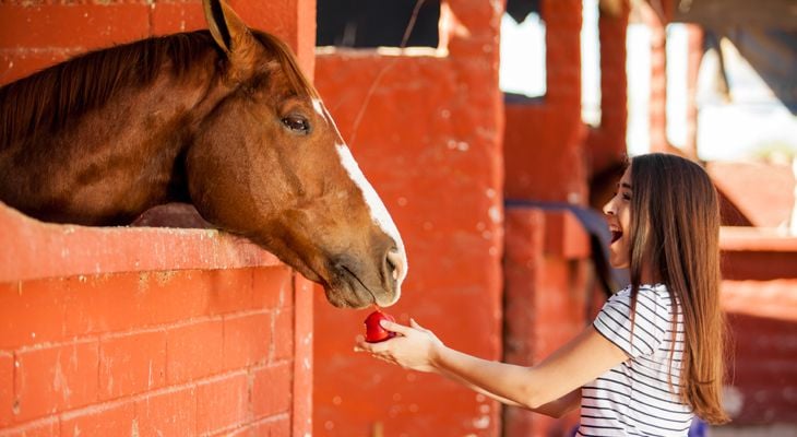 girl feeding horse