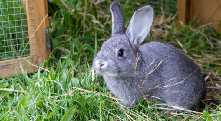 rabbit eating grass