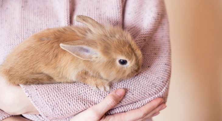 rabbit being held