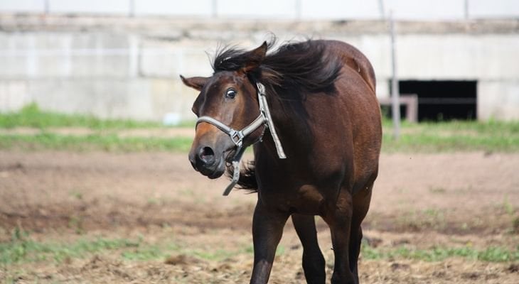 horse shaking head