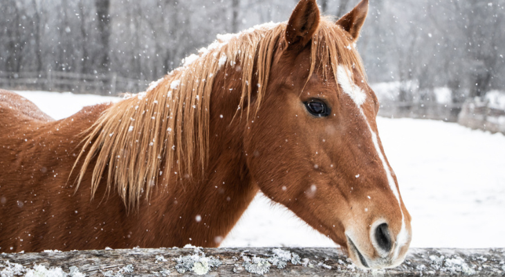 Horse stands by fence in the snow