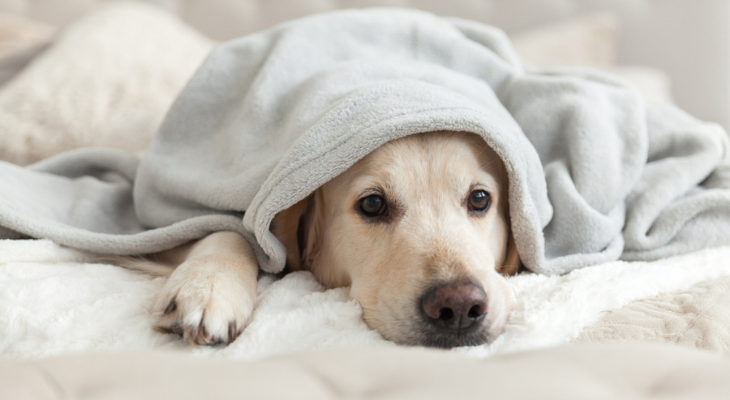 Sick dog laying under blanket 