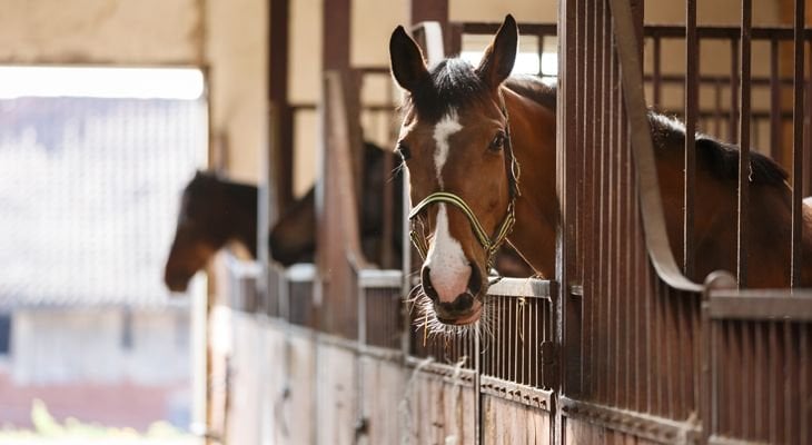 horse in stable