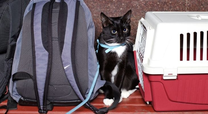cat waiting by carrier