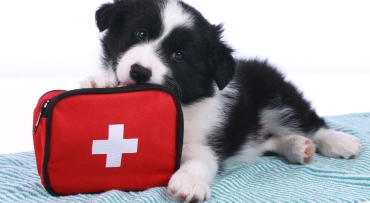 dog with first aid bag