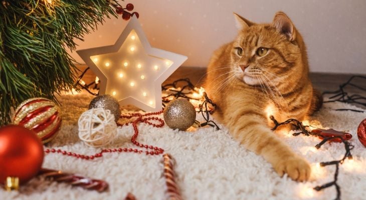 cat with holiday decorations