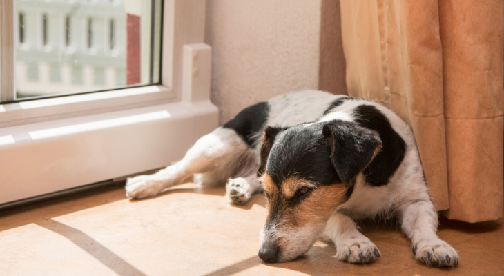 Dog laying down by window 