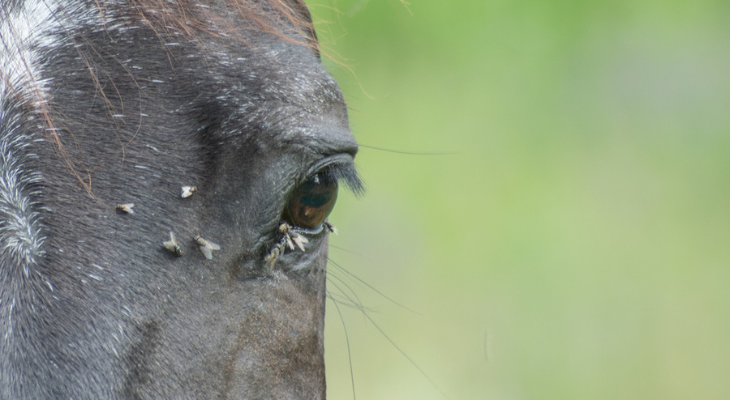 Horse tormented by flies in its eye.