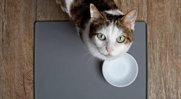 Hungry cat patiently waits for food.