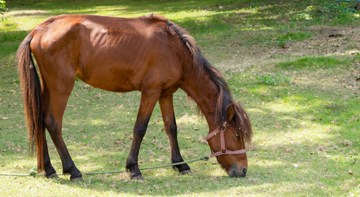 Skinny horse eating in pasture