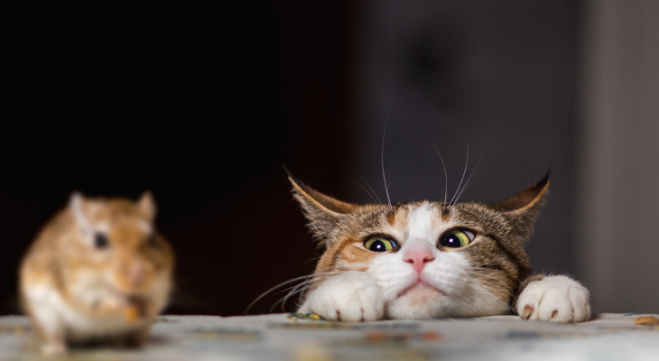 Cat looks at hamster with insatiable desire